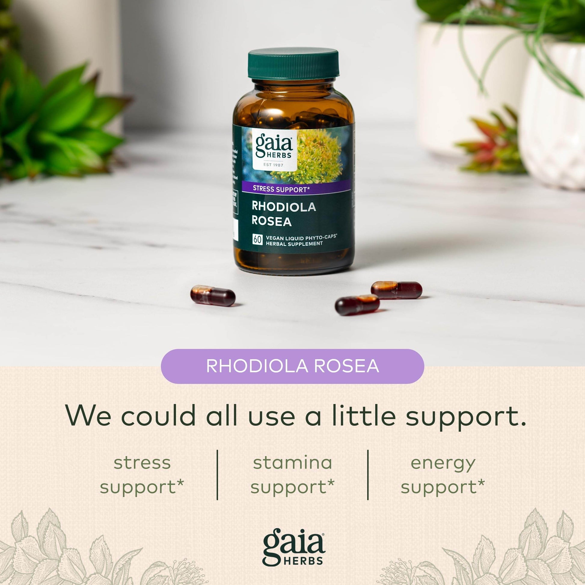 Gaia Herbs Rhodiola Rosea - Stress Support Supplement Traditionally for Supporting Healthy Stamina and Endurance - with Siberian Rhodiola Root Extract - 60 Vegan Liquid Phyto-Capsules (30-Day Supply) - zenfulharmony.com