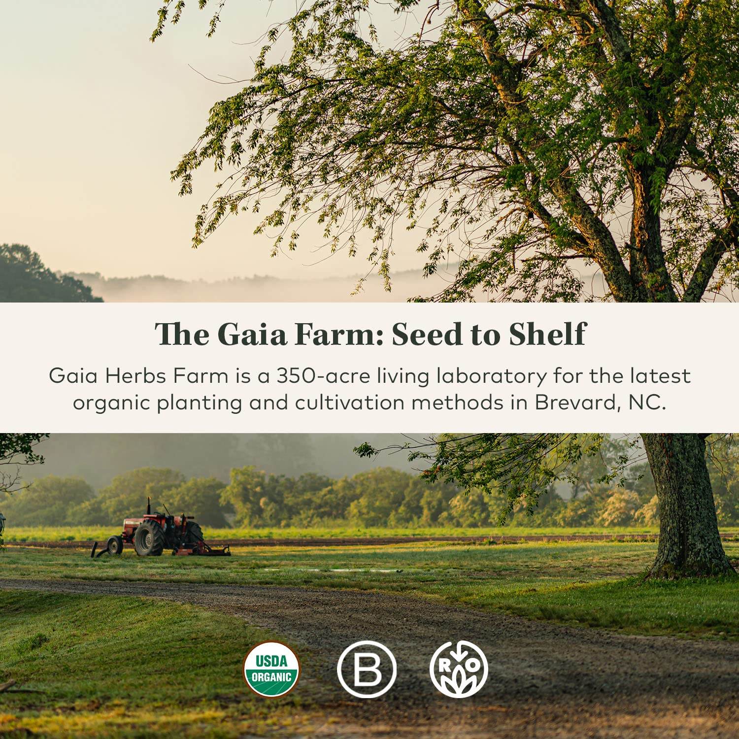 Gaia Herbs Rhodiola Rosea - Stress Support Supplement Traditionally for Supporting Healthy Stamina and Endurance - with Siberian Rhodiola Root Extract - 60 Vegan Liquid Phyto-Capsules (30-Day Supply) - zenfulharmony.com