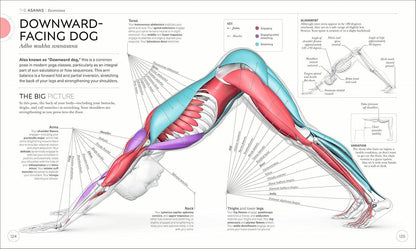 Science of Yoga: Understand the Anatomy and Physiology to Perfect Your Practice (DK Science of) - zenfulharmony.com