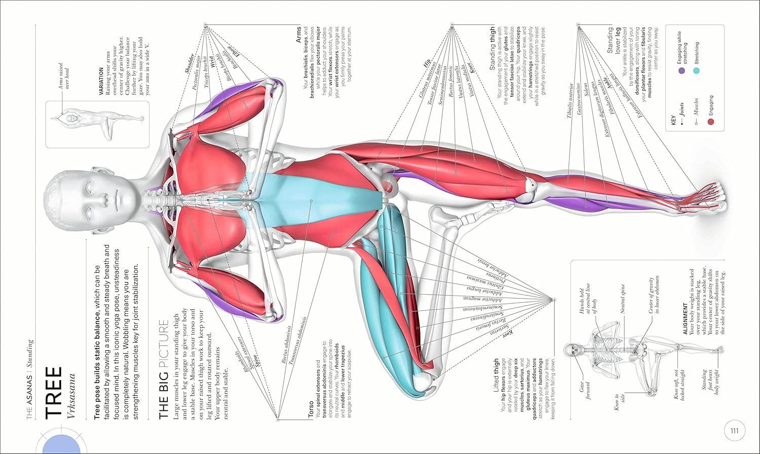 Science of Yoga: Understand the Anatomy and Physiology to Perfect Your Practice (DK Science of) - zenfulharmony.com