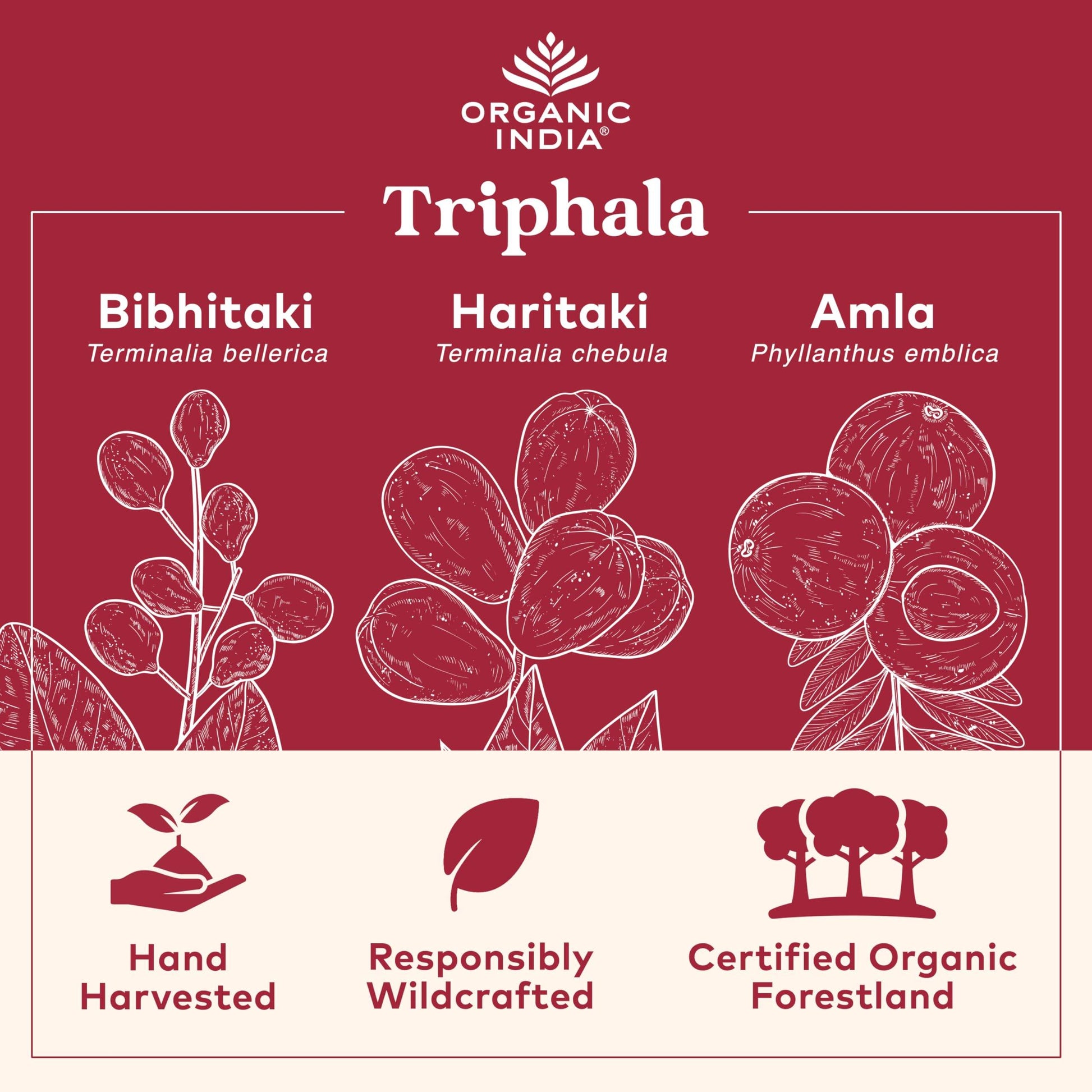 Organic India Triphala Capsules Organic - Herbal Supplement with Amla, Bibhitaki, Haritaki, Digestion & Colon Support, Immune System Support, Adaptogen, Vegan, USDA Certified Organic - 180 Capsules - zenfulharmony.com