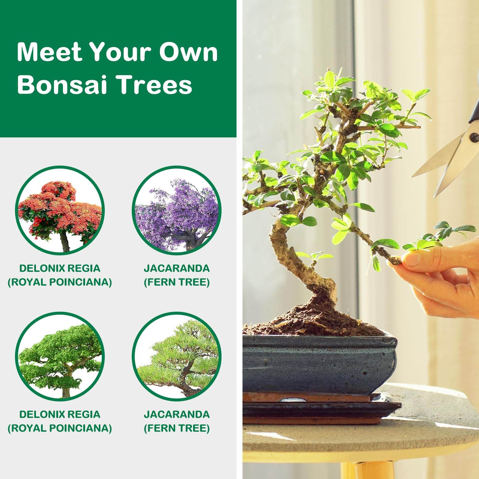 LUOJIBIE Bonsai Tree Kit, Complete Indoor Bonsai Starter Kit for Growing Bonsai Plants with Tools & Pots, Grow Bonsai Tree in Live Indoor, Plant Bonsai Kits, DIY Gardening Gifts for Men and Women - zenfulharmony.com