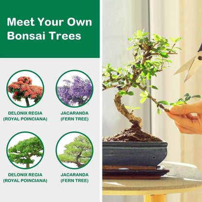 LUOJIBIE Bonsai Tree Kit, Complete Indoor Bonsai Starter Kit for Growing Bonsai Plants with Tools & Pots, Grow Bonsai Tree in Live Indoor, Plant Bonsai Kits, DIY Gardening Gifts for Men and Women - zenfulharmony.com