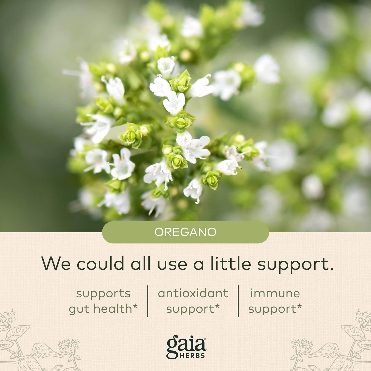 Gaia Herbs Oil of Oregano - with Oregano Oil, Carvacrol, and Thymol - 60 Vegan Liquid Phyto-Capsules (30-Day Supply) - zenfulharmony.com
