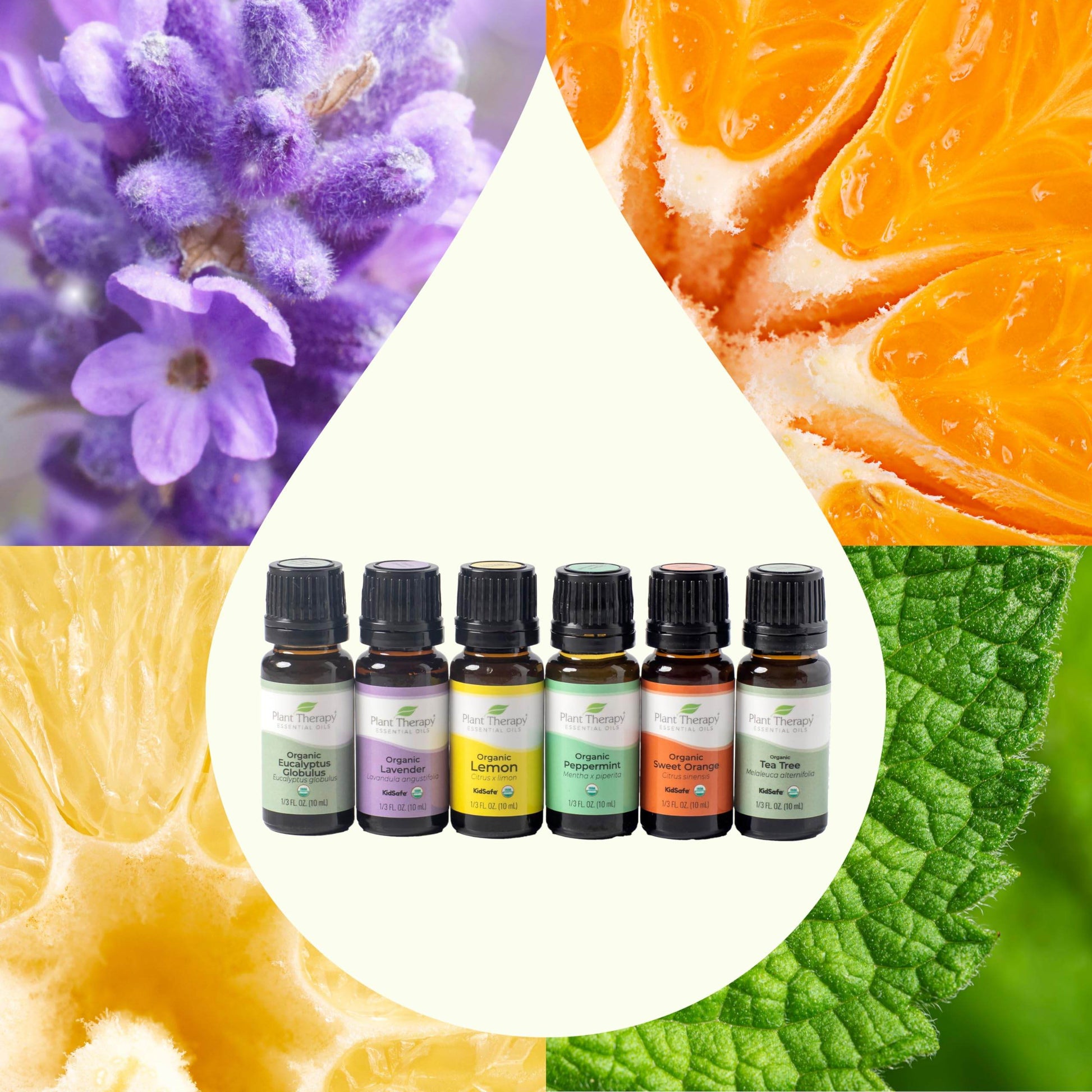Plant Therapy Top 6 USDA Organic Essential Oil Set - Lavender, Peppermint, Eucalyptus, Lemon, Tea Tree 100% Pure, Natural Aromatherapy, for Diffusion & Topical Use, Therapeutic Grade 10 mL (1/3 oz) - zenfulharmony.com